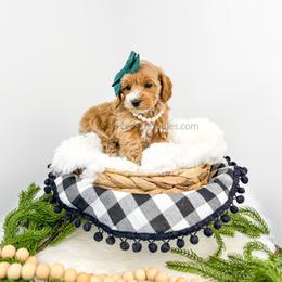 Cashmere - Red  female Goldendoodle puppy in Cedar City, Utah from Cedar Doodles- Home of the Teddybear Goldendoodle