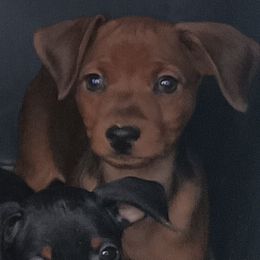 Charlie - Stag red male Miniature Pinscher puppy in Cincinnati, Ohio from ALL AMERICAN K9 LLC