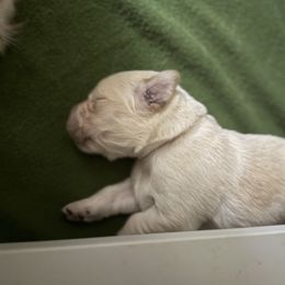 Asa - male Golden Retriever puppy in Warrenton, Virginia from Four Lochs LLC