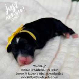Blessing - Tri-color female Bernedoodle puppy in Orange, Texas from Walk with Me Doodles