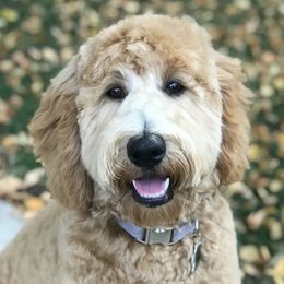 Goldendoodles from Shelton Doodles