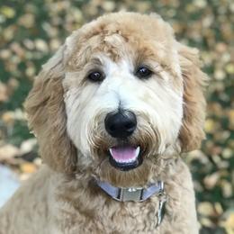Goldendoodles from Shelton Doodles