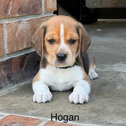 Hogan - Black tan and white male Beagle puppy in Mansfield, Missouri from Rippee Creek Kennel