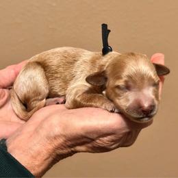 Black Boy - Parti male Goldendoodle puppy in Kitsap County, Washington from Amazing Grace Doodles