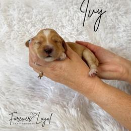 Ivy - Apricot female Australian Labradoodle puppy in Oregon from Forever Loyal Labradoodles