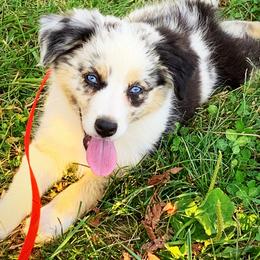 Maddie - Miniature Australian Shepherd puppy from Cooper Creek Aussies