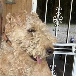 Pippi - Lakeland Terrier