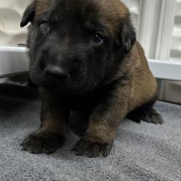 Blue - Fawn sable male Belgian Malinois puppy in Ellerbe, North Carolina from Grand Prix Kennel
