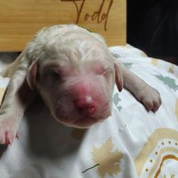 Green collar - Cream male Goldendoodle puppy in Willow Springs, Missouri from Todd Family Homestead