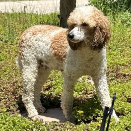 Poodles from Poppy’s Playtime Poodles