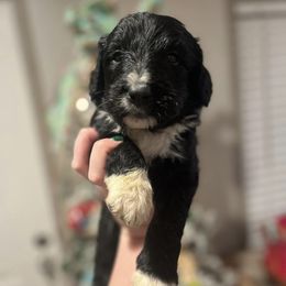 Aussiedoodles and Poodles from Deaton's Oodles of Doodles & Poodles
