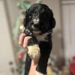 Aussiedoodles and Poodles from Deaton's Oodles of Doodles & Poodles