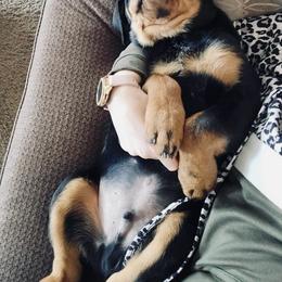Rottweiler Puppies from Vom Gryphonberg