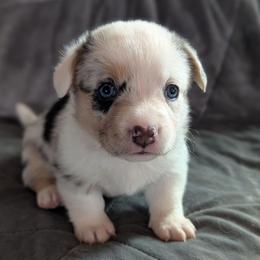 AKC Cardigan Girl 'Sunny - Blue merle and white female Cardigan Welsh Corgi puppy in Tombstone, Arizona from WeVolution Off-Grid