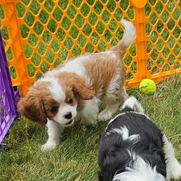 Afghan Hound and Cavalier King Charles Spaniel Puppies from Lenore's Afghan Hounds