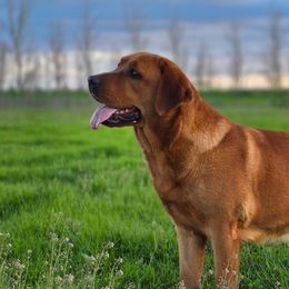 Trinity - Labrador Retriever