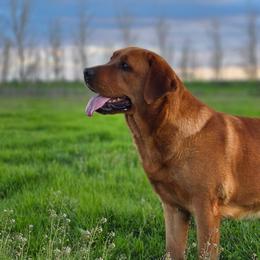 Trinity - Labrador Retriever