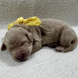 Yellow Girl - Apricot female Goldendoodle puppy in Lebanon, Pennsylvania from Homespundoodles