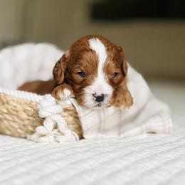 Berry - Red male Cavapoo puppy in West Bend, Iowa from Adore Puppies