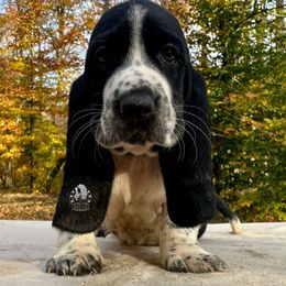 Hulk - Black and white male Basset Hound puppy in Dingess, West Virginia from Tuckers' Howling Hounds