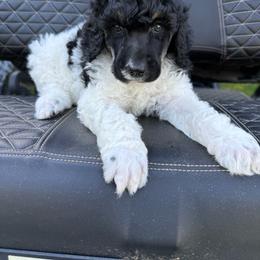 Tri parti boy - Parti male Poodle puppy in Wentworth, South Dakota from PaintersPreciousPoodles
