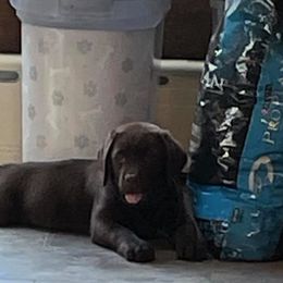 Labrador Retriever Puppies from Lorlyn Labradors