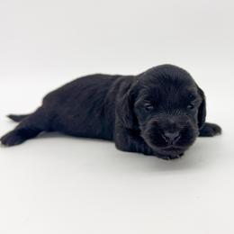 Bumble (AKC solid black) - Black female Dachshund puppy in Waddell, Arizona from Neu Doxies