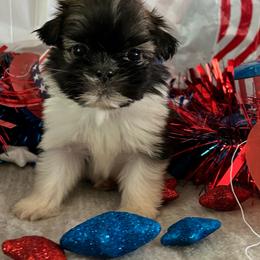 Mack - Tricolor male Shih Tzu puppy in Denton, Maryland from Little Lions the Shih Tzu Kingdom