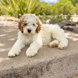 Sonny - Yellow and white Bernedoodle puppy in Thatcher, Arizona from Brush Fire Doodles