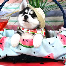 Siberian Husky Puppies from B&H Husky Farm