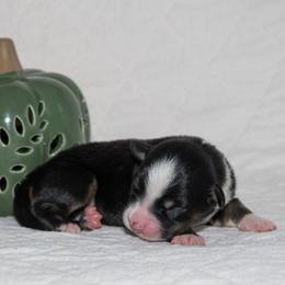 Karen Carpenter - Black tri-color female Australian Shepherd puppy in Bristol, New Hampshire from NewFound Lake Aussies