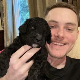 Double Doodle Puppies from Dream Doodles HTX