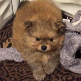 Tango - Cream sable male Pomeranian puppy in North Port, Florida from POMRITA POM’S