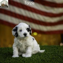 Fonzie - Black male Australian Labradoodle puppy in Cashmere, Washington from Mountain Home Doodles