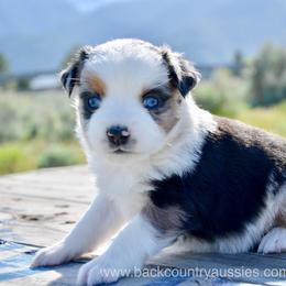 BMF-2 - Blue merle female Miniature Australian Shepherd puppy in Baker City, Oregon from Back Country Aussies