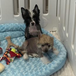 Cupid - Black and white male Chinese Crested puppy in Dublin, California from Show Style Chinese Cresteds