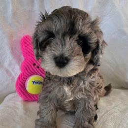 Rachel ( white collar) - Merle female Schnoodle puppy in Novinger, Missouri from Stormi Sky Schnoodles
