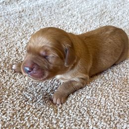 Milo - Golden male Golden Retriever puppy in Wellington, Colorado from High Country Golden Retrievers