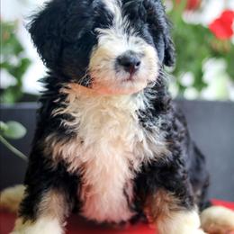 Bowie - Black and white male Aussiedoodle puppy in Crete, Nebraska from Doodles & Co