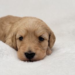 Goldendoodle Puppies from Lake Village Doodles
