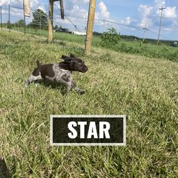 German Shorthaired Pointer Puppies from LyonHeart Kennels