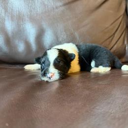 Boy 5 - Tri-color male Border Collie puppy in Oroville, California from Coalcyn Kennels