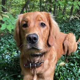 Golden Retrievers from Leelanau Goldens of Golden Ridge Retreat