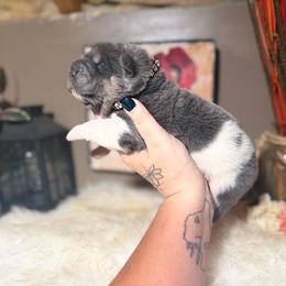 Elmer - Blue dilute male Chinese Shar-Pei puppy in Lehigh Acres, Florida from Florida Wrinkles