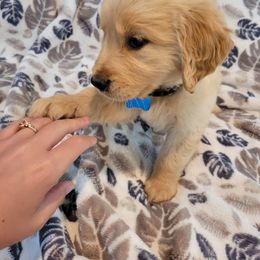 Golden Retriever Puppies from Golden Coast Kennels