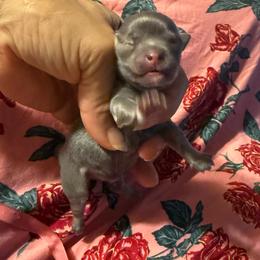 Bunny - Blue and tan female Chihuahua puppy in Summerfield, Florida from Uey’s Chihuahuas