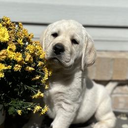 Labrador Retriever Puppies from Heather Luis