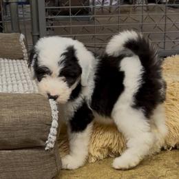 Rainey - Black and white female Sheepadoodle puppy in Joelton, Tennessee from PC Pampered Parti's