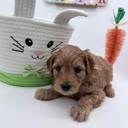 Pink Laika - Red  female Goldendoodle puppy in Cincinnati, Ohio from KSchott Kennels
