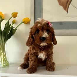 Blossom - Red female Cavapoo puppy in Temecula, California from Designer Doodles